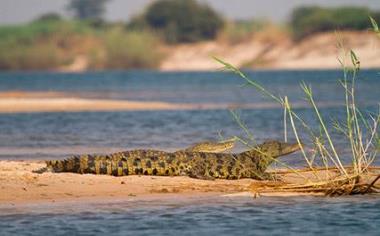 Crocodiles on the Zambezi